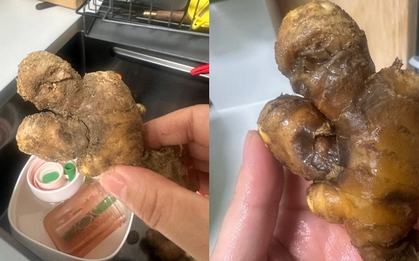 Nhiều chị em trồng gừng bonsai nhưng chẳng được mấy ngày đã thối um cả nhà, đây là lý do chí mạng