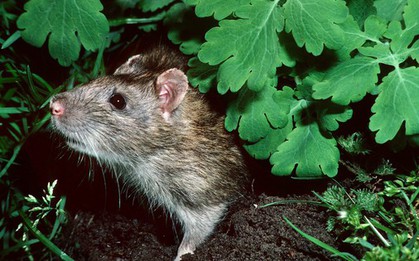 6 cách đuổi chuột tự nhiên tốt nhất, không cần đến hóa chất