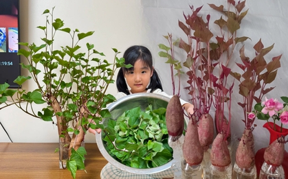 Gừng bonsai lên ngôi nhưng khoai lang thủy canh vẫn hot rần rần: Chị em trồng chơi mà ăn thật cũng “đã cái nư”!