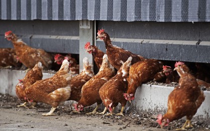 Hà Lan: Tiêu hủy 117.000 con gà vì cúm gia cầm lây lan