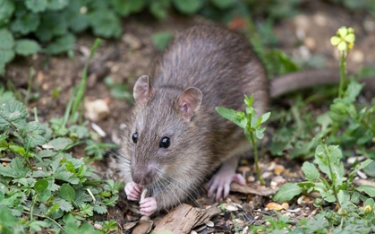 8 mùi chuột cực ghét, ngửi thấy là né xa