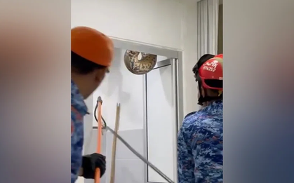 Trăn khổng lồ chọc thủng trần nhà vệ sinh, gây kinh hãi ở Malaysia