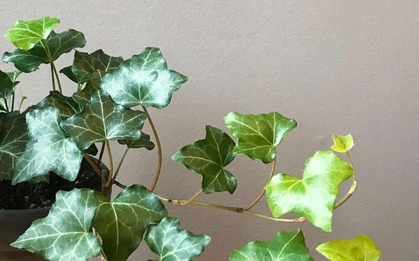 6 cây NASA khuyên trồng, 3 cây nên tránh