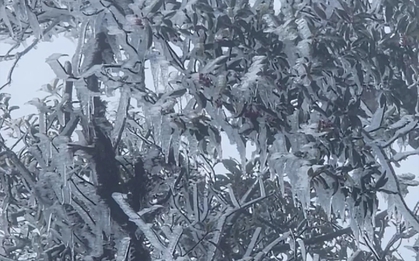 Đỉnh Tà Xùa ở Lào Cai xuất hiện băng giá