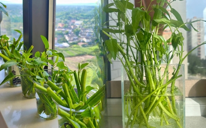 Giá rau tăng vùn vụt, chị em rủ nhau trồng rau muống thủy canh: Cắm cọng rau vào nước là có cả bình ăn mệt nghỉ