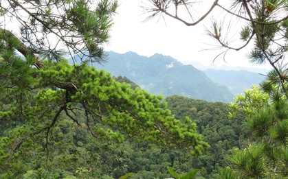 6 loài cây hạt trần quý hiếm có nguy cơ tuyệt chủng tại 1 khu rừng ở Thanh Hóa