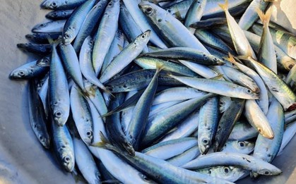 Loại cá bình dân nhiều protein gấp 6 lần sữa, nhiều omega-3 hơn cá hồi: Giảm mỡ máu, bổ tim