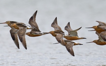 Loài chim bay liền 11 ngày không ăn uống, vượt 13.560 km và sống sót nhờ ăn nội tạng của chính mình