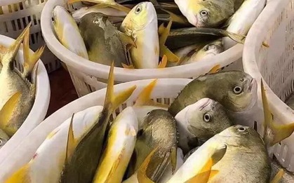 Loại cá đứng đầu "tứ quý ngư", bổ dưỡng hơn cá hồi, 300.000 đồng/kg vẫn tấp nập người mua