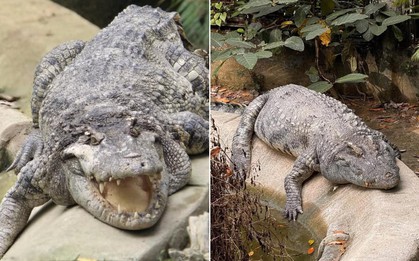 "Nằm im cũng dính đạn": Cá sấu Thảo Cầm Viên được rửa oan và lại gây bão mạng