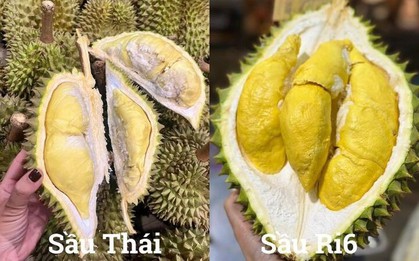 So sánh sầu Thái và sầu Ri6, loại nào ngọt và béo hơn?
