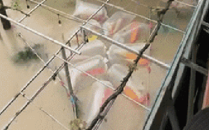 Đàn cá Koi có giá trị hàng trăm triệu bị nước lũ cuốn: "Mưa dai dẳng... cảm giác bất lực lắm"