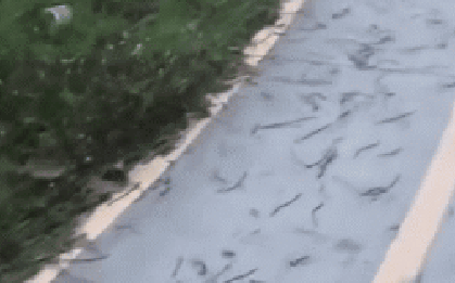 Hiện tượng lạ, hàng trăm con giun đất bò lên mặt đường ở Đồng Nai: Một tin đồn sai sự thật được làm rõ