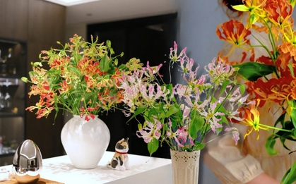 Hoa ngót nghẻo đẹp mê như bó lửa đỏ nhưng cực độc: Mẹ nào mê cắm Tết nhớ đọc kỹ trước khi mua