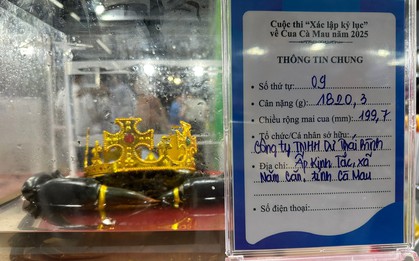 'Tân vương' cua Cà Mau nặng hơn 1,8kg