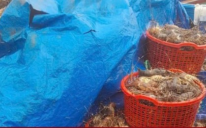 20 triệu con tôm hùm chết trong lũ, nghề nuôi tôm hùm ở Đắk Lắk “gần như xoá sổ”