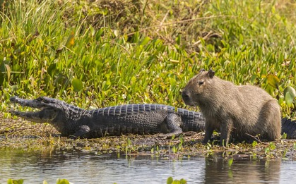 Tại sao cá sấu hiếm khi ăn chuột lang nước: Bí ẩn về loài gặm nhấm điềm tĩnh nhất hành tinh?