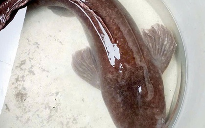 CLIP: Người dân ở An Giang đẩy côn bắt được con cá trê dài 1,4 m