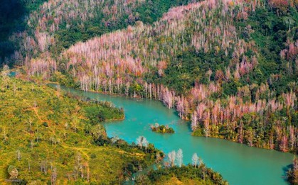 Không phải Hàn Quốc, Nhật Bản, đây là rừng phong ở Việt Nam: Du khách nhận xét "Chẳng cần đi nước ngoài"