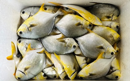 4 loại cá được mệnh danh là "tứ quý ngư”: Bổ dưỡng ngang nhân sâm, không ăn tiếc cả đời