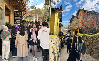 Cây hồng "khổ nhất" Việt Nam: Cả nghìn người kéo tới check-in mỗi ngày