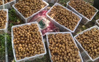 Sau sầu riêng, Lào sắp trở thành đối thủ của một loại trái cây Việt Nam tại Trung Quốc, nước ta đứng thứ 2 thế giới về xuất khẩu
