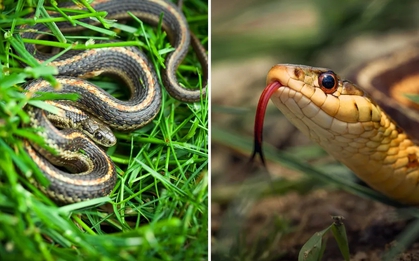 5 dấu hiệu trong sân vườn cho thấy có rắn đang trú ngụ nhưng nhiều người không biết