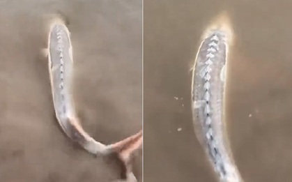 Câu được con cá màu trắng, người đàn ông sợ hãi thả lại sông