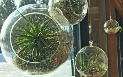 9 cây cảnh rất khó chết, dù bị quên tưới nước vẫn sống khỏe