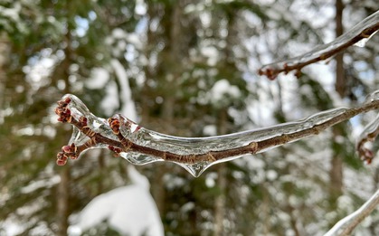 Tại sao cây bạch dương gần như không thể chết vì đóng băng?