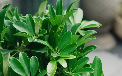 Loại cây "hút" tài lộc và phú quý: Trồng 1 cây trong nhà, vừa đuổi muỗi, vừa làm thuốc chữa bệnh