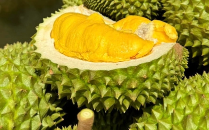 Cách phân biệt sầu Thái và sầu Ri6