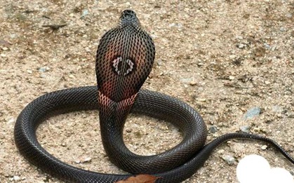 3 chỗ trong nhà rắn thích trú nhất