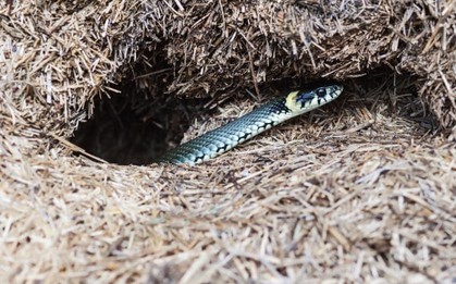 10 dấu hiệu cho thấy rắn có thể đã bò vào nhà hoặc sân vườn, gia chủ cần biết để giữ an toàn