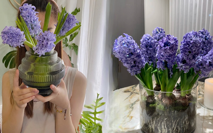 Nhiều chị em đang kháo nhau: Tết này nhất định phải trồng một chậu “hoa của các vị thần”, vừa thơm nhà vừa sang chảnh