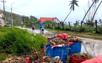 Tôm hùm chết sạch, chất đống bốc mùi hôi thối sau lũ