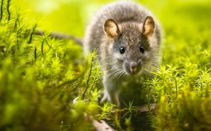 4 loại hoa là "kẻ thù truyền kiếp" của chuột