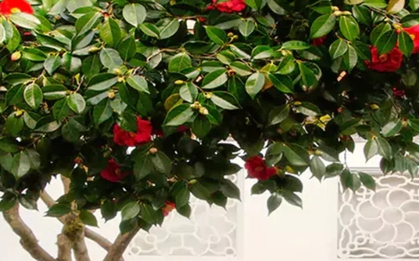 Loại cây là biểu tượng của vượng tài, sung túc: Nhiều nhà trồng mà không biết nó còn là thuốc