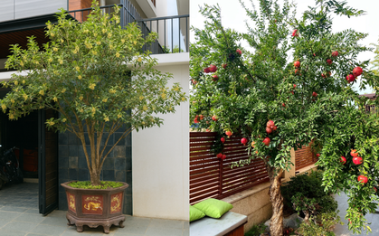 Sân nhà trồng 3 loại cây này: Càng trồng càng thấy nhà ấm, lộc về kín cổng