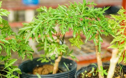 Loài cây này quý như vàng ròng: Lá là nhân sâm, càng trồng lâu càng thịnh vượng
