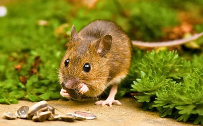 5 loại cây là "vũ khí" đuổi chuột cực mạnh: Trồng có chiến lược thì chẳng lo chúng cắn phá