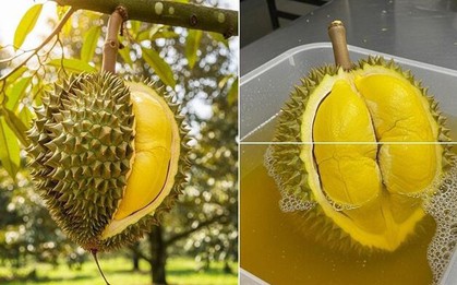 Sầu riêng chín cây và chín ép nhận biết thế nào?