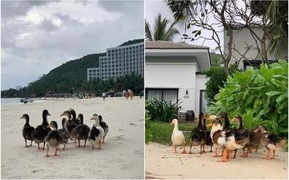 Đàn vịt bị lũ cuốn ở Nha Trang "vượt biển" hơn 3,5km, cập bến vào Vinpearl đổi đời