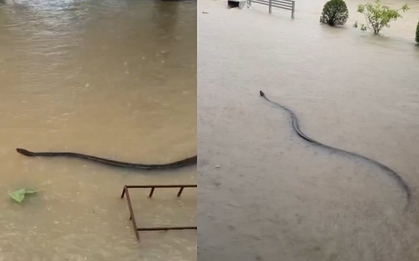 Người dân sốc nặng khi thấy cảnh đáng sợ trong dòng nước lũ