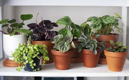 8 loại cây không bao giờ nên trồng trong nhà