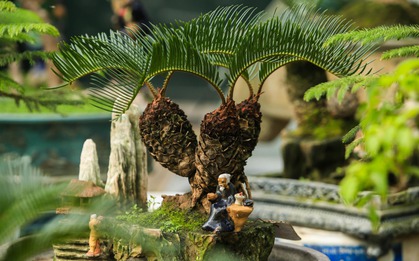 Bí mật của cây vạn tuế