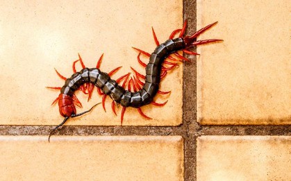 8 cách đuổi rết vĩnh viễn ra khỏi nhà