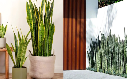 Lưỡi hổ là cây hút tài hay phá tài? Xem lại cách bạn đang đặt cây trong nhà