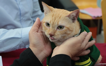 "Trưởng chuồng" mèo Mika nổi tiếng ở Thảo Cầm Viên cầm 80 triệu đi từ thiện: Sĩ nhất cái sở thú!