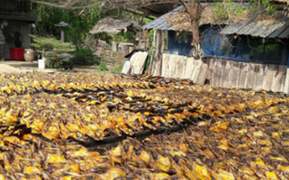 Châu Âu đang thiếu hụt một mặt hàng mở ra cơ hội lớn cho Việt Nam: Thu về gần 150 triệu USD, cả thế giới tranh nuôi nhưng chỉ nước ta tạo ra ngành công nghiệp